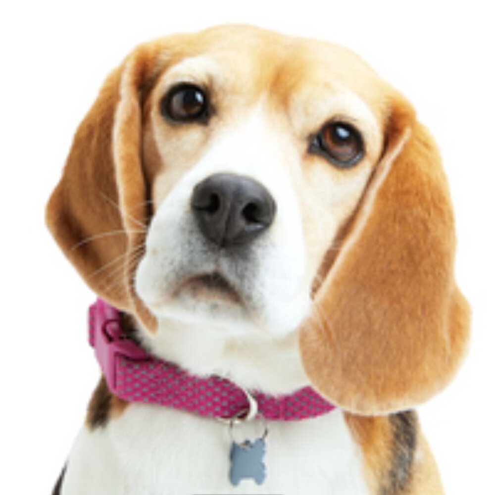 NWT ~ YOULY The Protector Reflective Dog Collar, Pink/Grey Dot  (Size:  Large)